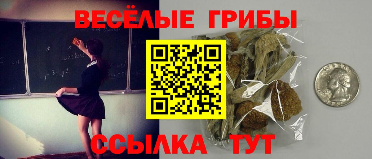 Псилоцибиновые грибы Psilocybine cubensis Мурманск